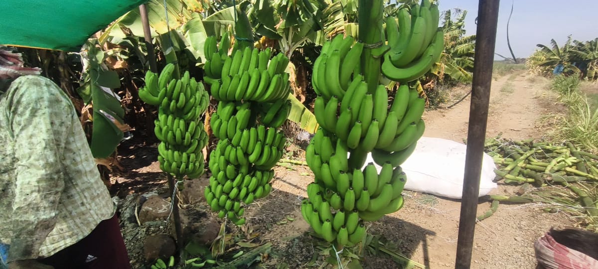 Fresh G9 Cavendish Banana Bunches undergoing field inspection